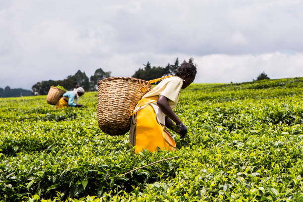 2017 wrzesień 5 tea estate, nandi hills, kenia. afrykańska kobieta zbierając wysokiej jakości delikatne liście herbaty i uderzenia ręczne. - skill agriculture horizontal outdoors zdjęcia i obrazy z banku zdjęć