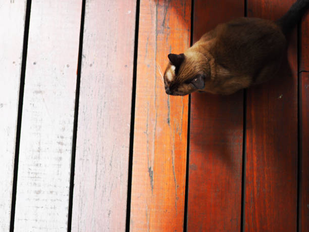 istock Top view Siamese cat sleeping at upper right corner, wooden floor background 853939412