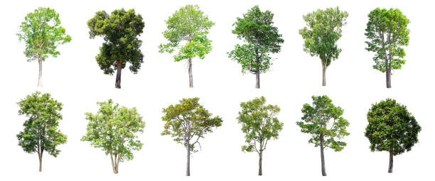 istock Set of isolated trees on white background. 853942944