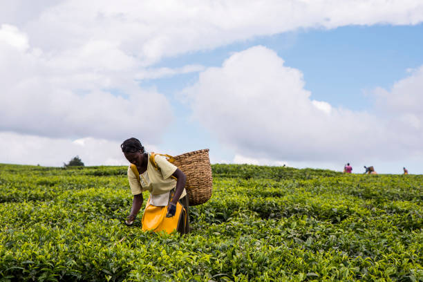 2017 set 5 tea estate, nandi hills, kenya. donna africana che raccoglie il tè. - tea crop picking agriculture women foto e immagini stock