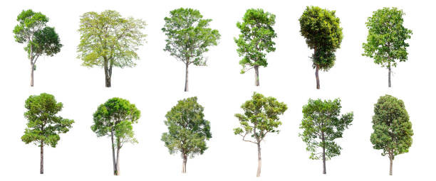 istock Set of isolated trees on white background. 853943344