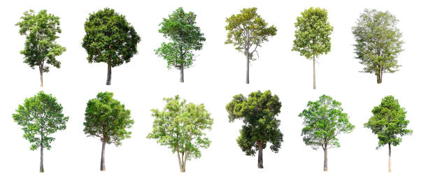 istock Set of isolated trees on white background. 853943692
