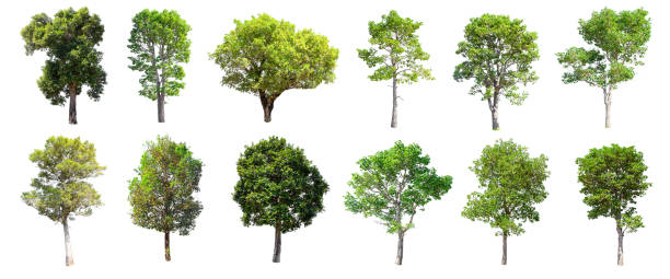 istock Set of isolated trees on white background. 853943888