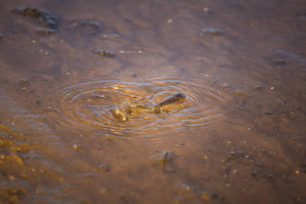 Small common perch struggling in a shallow waters. Beautiful small fish swimming in the river. Riverside scenery.