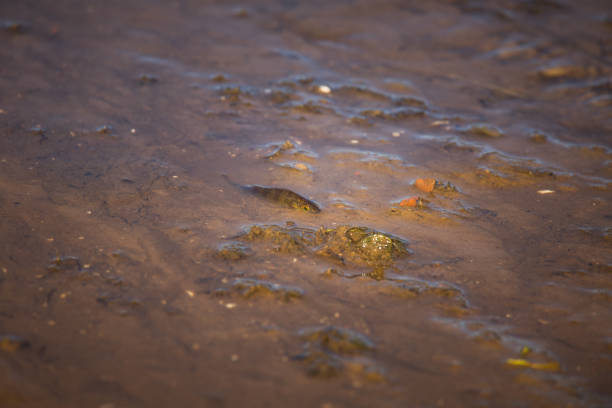 Small common perch struggling in a shallow waters. Beautiful small fish swimming in the river. Riverside scenery.