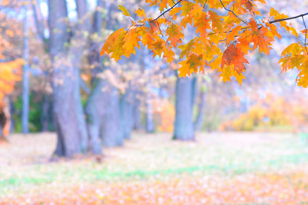 istock Orange leaves in the forest in autumn 853944818