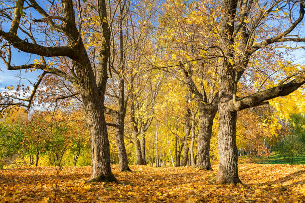 istock Sunny autumn in the park 853947286
