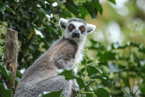 Lemur catta looking to camera in tree.