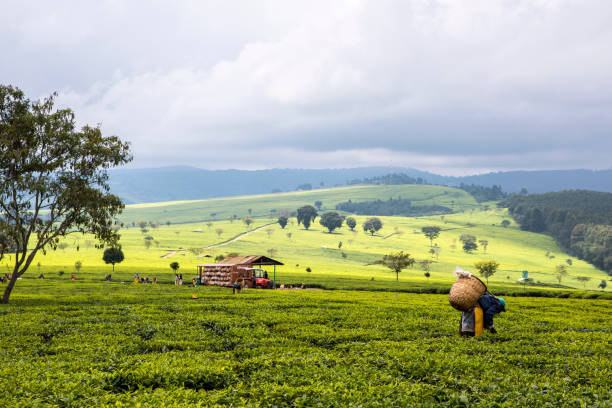 2017 wrzesień 5 tea estate, nandi hills, kenia. - skill agriculture horizontal outdoors zdjęcia i obrazy z banku zdjęć
