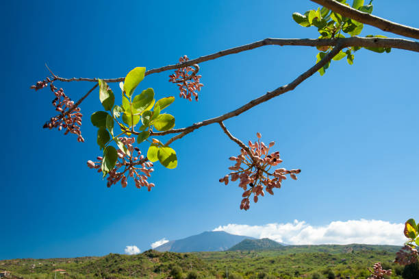 Pistachio harvest season