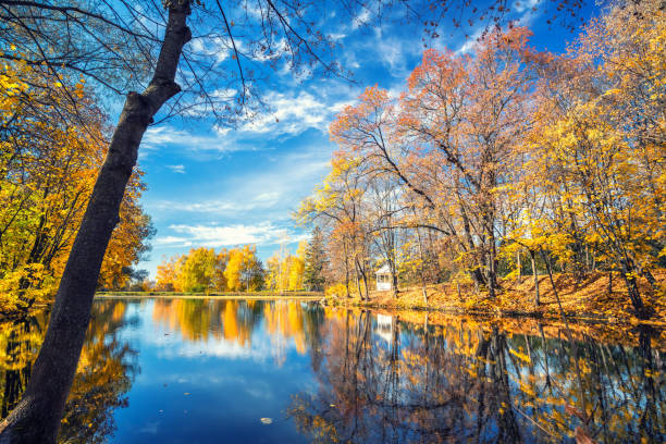 istock Sunny autumn in the park over lake 853947716