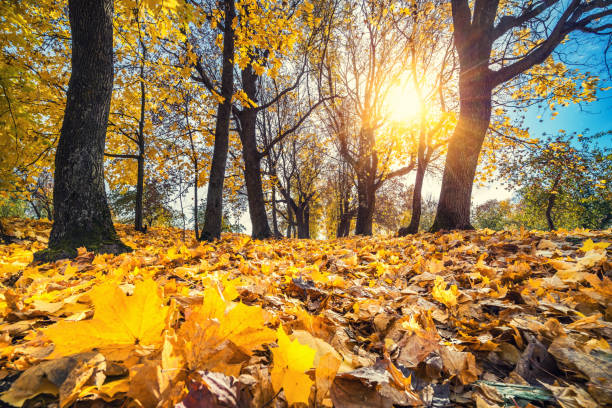 istock Bright foliage in autumn park 853948040