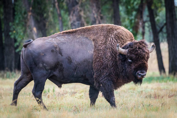 istock American Bison Bull - Genetically Pure Speciman 853951550