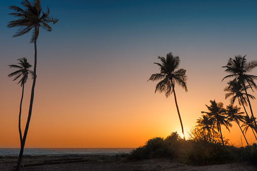 Palm trees at sunset on paradise tropical beach in Goa, India.
