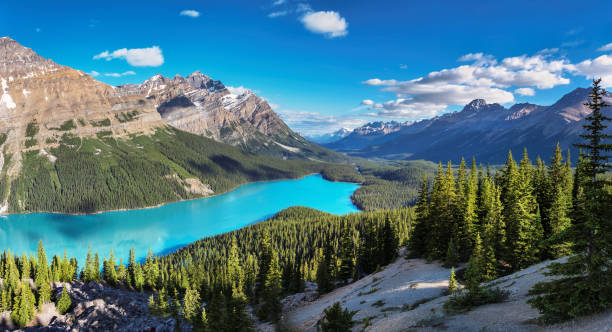 Panorama of Peyto Lake in Banff National Park Panoramic view of turquoise Lake Peyto with surrounding snow-covered mountains and forest in the valley during sunny summer day, Banff National Park, Canadian Rockies, Canada. moraine lake stock pictures, royalty-free photos & images