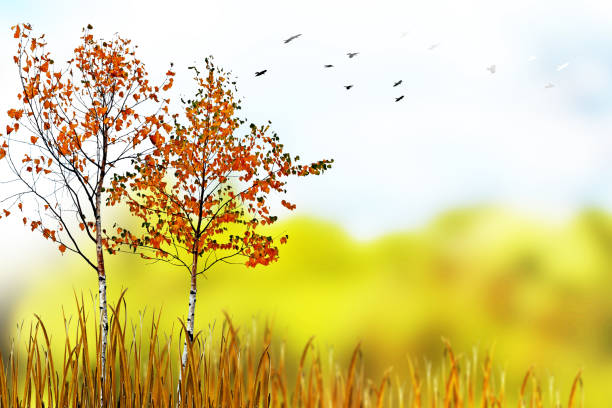 istock Colorful beautiful autumn trees 853955376