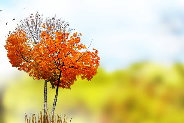 istock Colorful beautiful autumn trees 853955406
