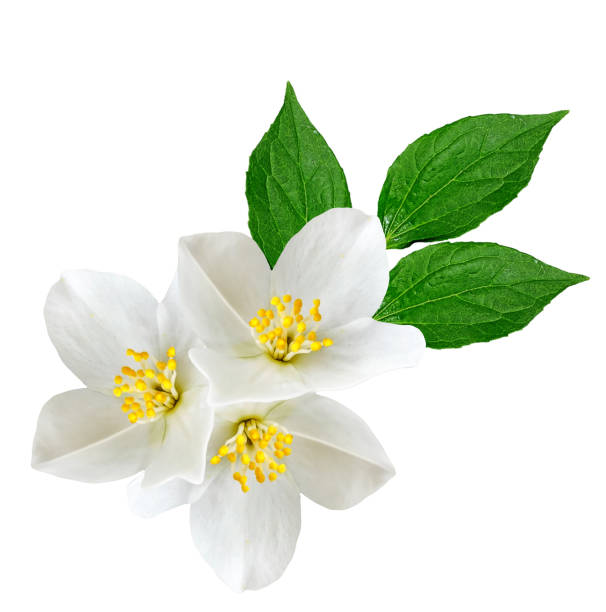 istock branch of jasmine flowers isolated on white background. 853955410
