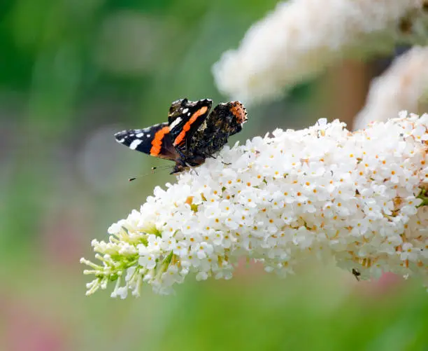 red admiral butterfly on the flowers of a white butterfly-bush