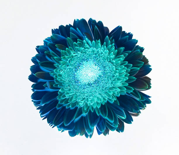 istock An isolated up close view of a Gerber Daisy Flower Blooming 853959132