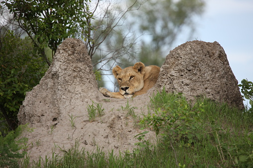 Lion wild dangerous mammal africa savannah Kenya