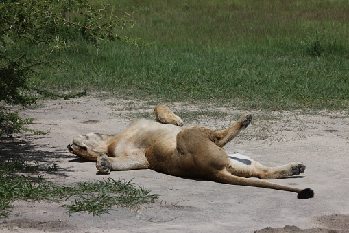 Lion wild dangerous mammal africa savannah Kenya