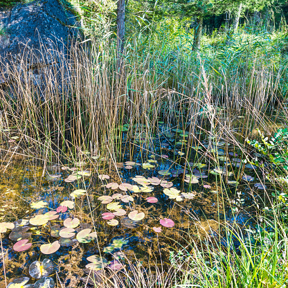 Pond in the forest. Grass, water lilies, in the background a stone.