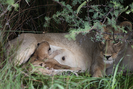 Lion cubs relaxing in grass in the wild. Copy space.