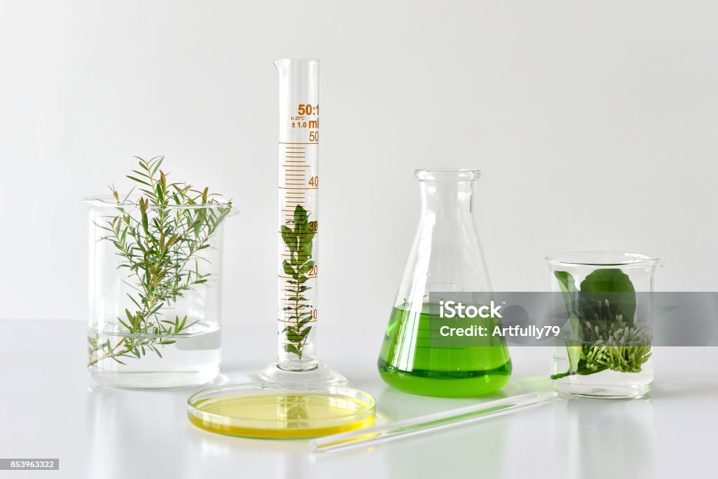 Natural organic botany and scientific glassware, Alternative herb medicine, Natural skin care beauty products, Research and development concept. Sustainable Resources Stock Photo