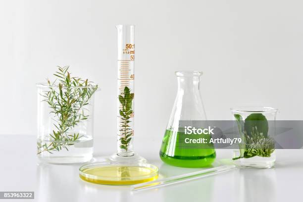 Natural Organic Botany And Scientific Glassware Alternative Herb Medicine Natural Skin Care Beauty Products Research And Development Concept Stock Photo - Download Image Now