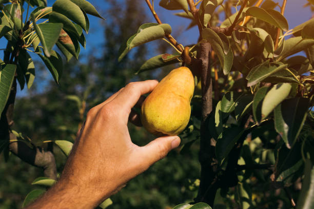 istock Farmer examining and picking pear fruit 853963544