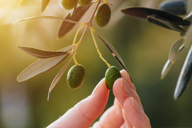 istock Female hand picking ripe green olive fruit 853963604