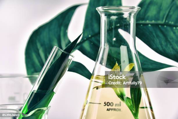 Extracción Orgánica Natural Verde Hierbas Hojas Y Solución De Esencia De Aroma De Flor En Laboratorio Foto de stock y más banco de imágenes de Naturaleza