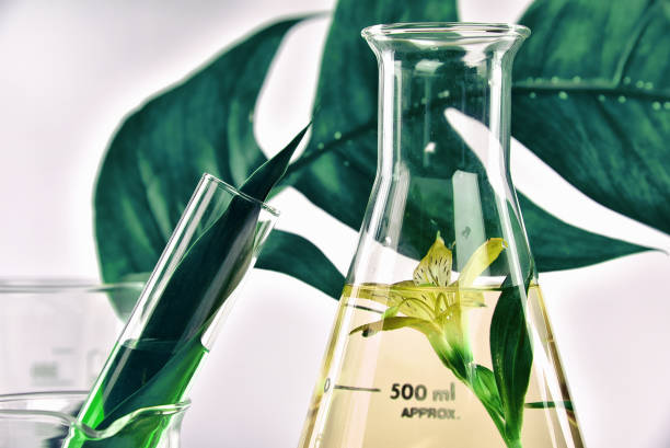 Natural organic extraction and green herbal leaves, Flower aroma essence solution in laboratory. Natural organic extraction and green herbal leaves, Flower aroma essence solution in laboratory. beaker photos stock pictures, royalty-free photos & images