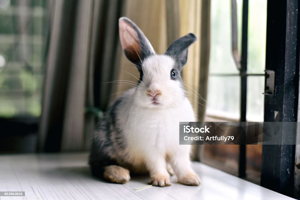 Graues Kaninchen, das vorne auf den Betrachter schaut, der kleine Hase, der auf weißem Schreibtisch sitzt, ein schönes Haustier für Kinder und Familie. - Lizenzfrei Kaninchen Stock-Foto