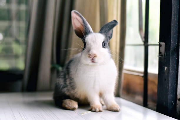 coniglietto grigio che guarda davanti allo spettatore, coniglietto seduto sulla scrivania bianca, adorabile animale domestico per bambini e famiglia. - rabbit hairy gray animal foto e immagini stock