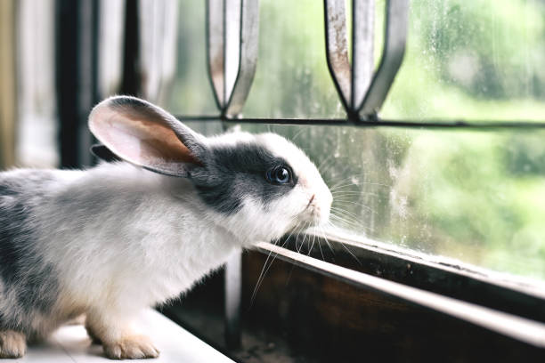 lapin blanc, regardant par la fenêtre, curieux petit lapin, je regarde par la fenêtre en journée ensoleillée, belle animal pour les enfants et la famille. - rabbit hairy gray animal photos et images de collection