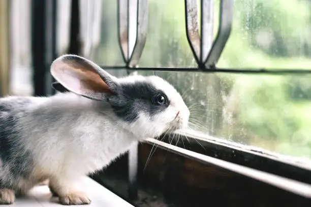 Photo of White rabbit looking through the window, Curious little bunny watching out the window in sunny day,Lovely pet for children and family.
