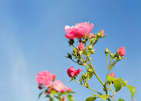 beautiful pink rosebush on blue sky background