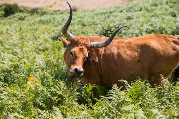 istock Brown cow grazing in the mountains. 853969350
