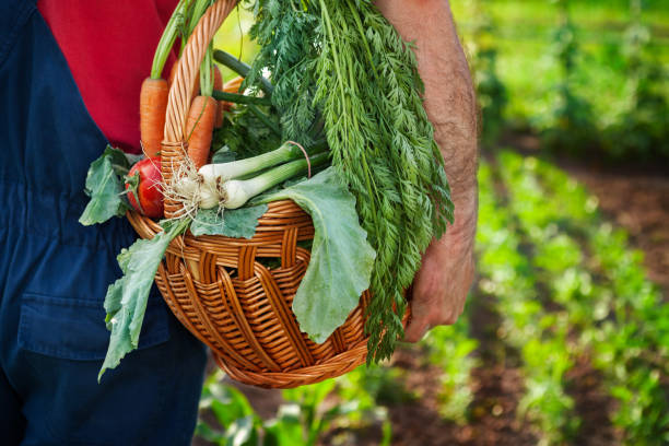 istock Farmer carrying basket with vegetables 853970094