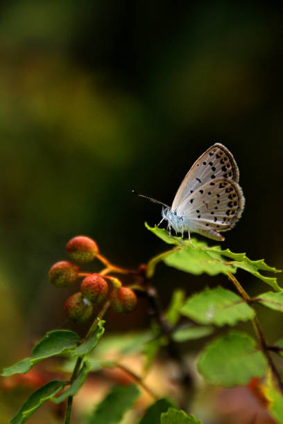 istock Beautiful little butterfly 853970386