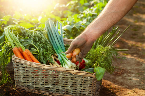 istock Farmer pick potato from a basket 853972466