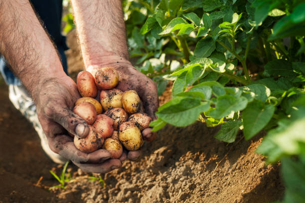 frische kartoffel in händen der bauer - root vegetable picking monoculture nutrient stock-fotos und bilder