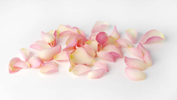 istock Rose petals isolated on a white background 853973370