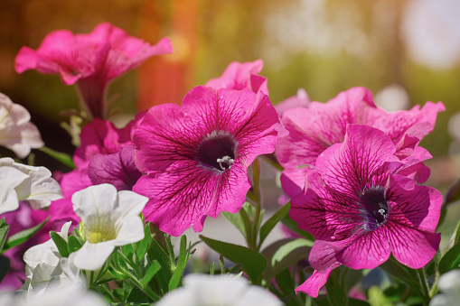 Beautiful pink and white flowers on a background of sunlight in the park. Spring summer floral background. Soft focus.