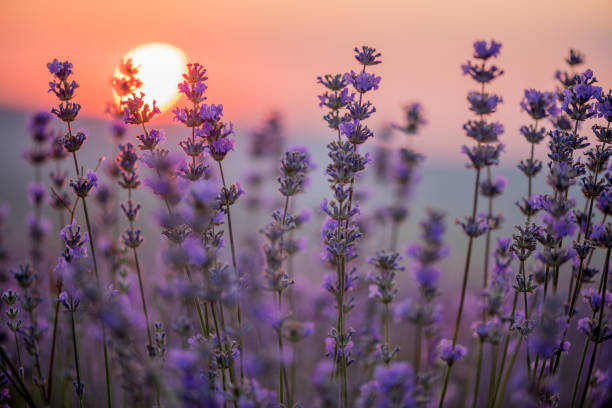 istock Sunset in the lavender field 853976862