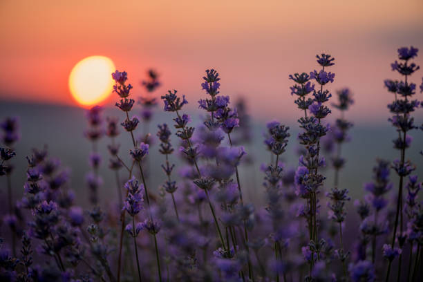istock Lavender flowers at sunset 853978262