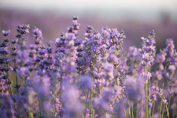 istock Beautiful purple lavender flowers, close-up 853978266