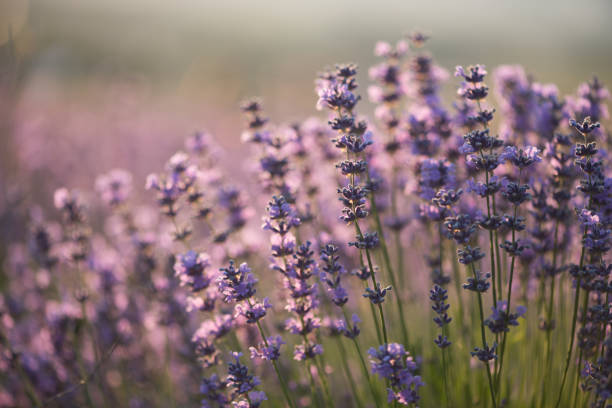 istock Lavender flowers at sunset, close-up 853978540